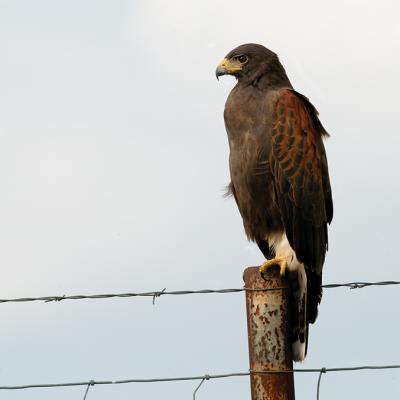 hawks_kites_eagles