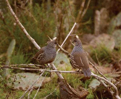 Evening-Pair