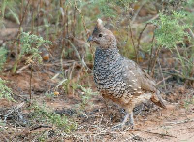 Blue-Quail