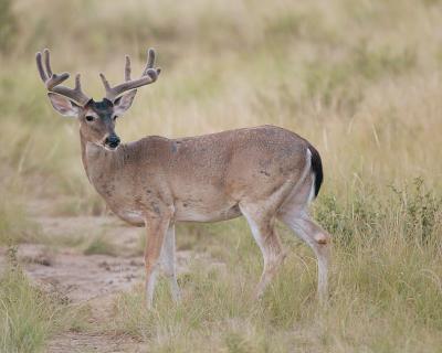 sotexasdeer_04