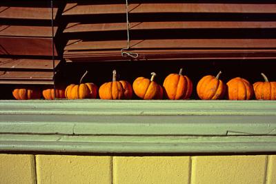 Peeking Pumpkins