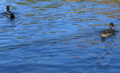 u35/jschog/medium/40504038.IMG_0314.jpg