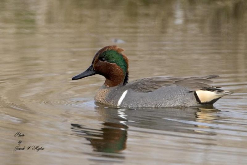 Green-winged Teal