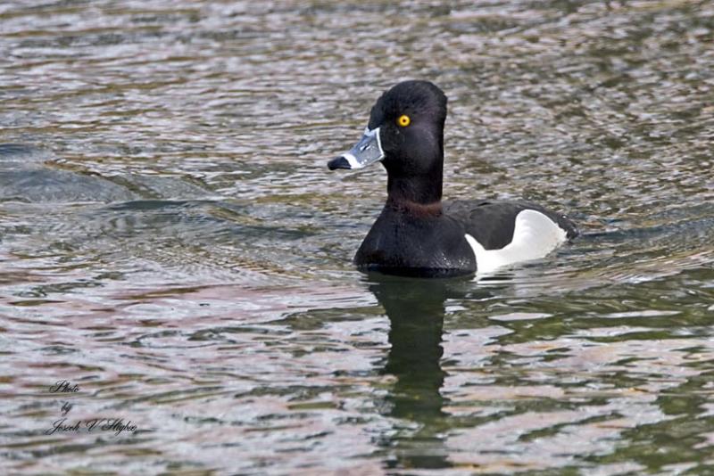 Ring-necked Duck