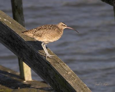Whimbrel and Long-billed Curlew