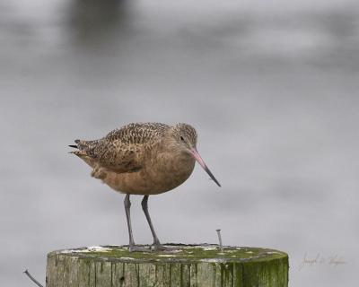 Marbled Godwit