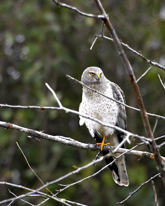 Northern Harrier