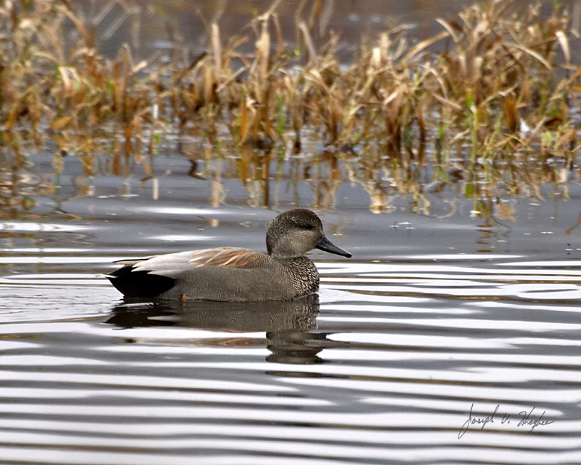 Gadwall