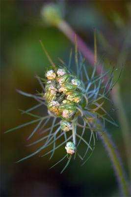 furled queen anne's lace