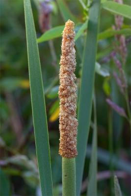 cattail