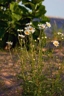 beach daisy