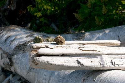 driftwood and slag