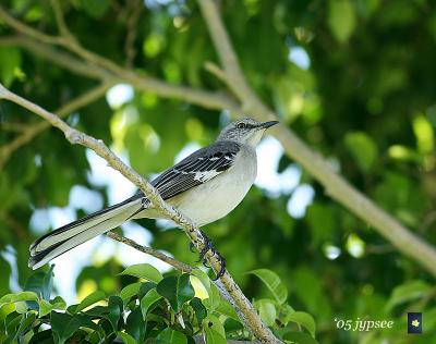northern mockingbird