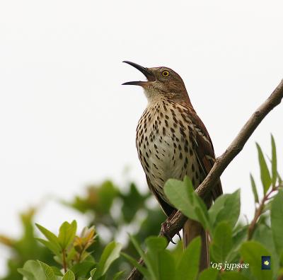 brown thrasher in full throat