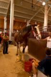 clydesdale at the fair