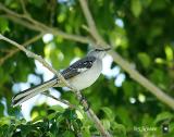northern mockingbird