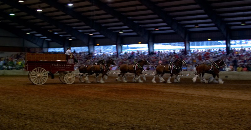 budweiser. eight horse hitch