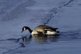 Climbing goose