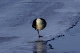 One legged goose