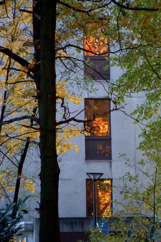 Trees in windows