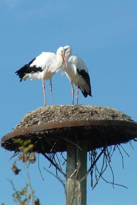 Planckendael
