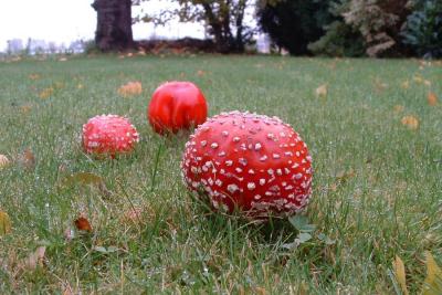 Fly Agaric