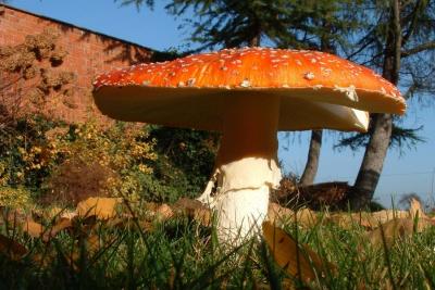 Agaric burst