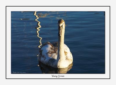 Young Swan.