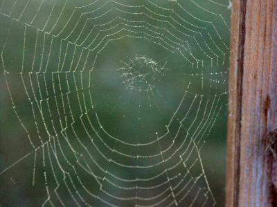 040721 Spider Web