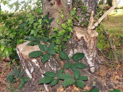 040727 Tree Stumps