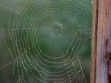 040721 Spider Web