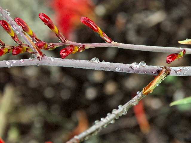 040720 Rain Droplets