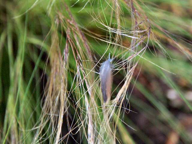 040721 Feather In Feather Grass