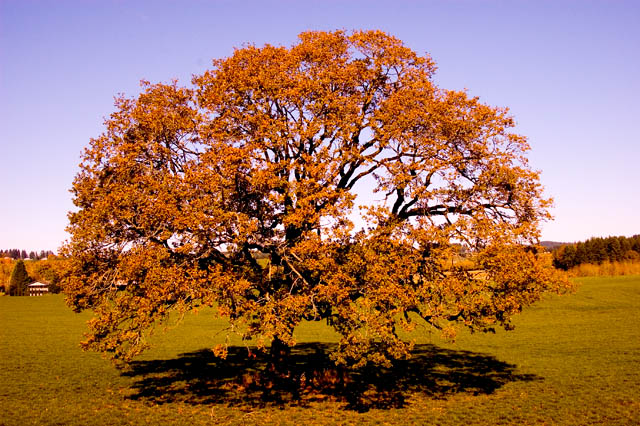 Fall Colors