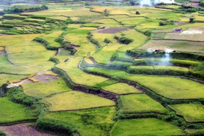 Rice terraces in Sagada