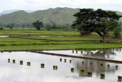 rice bundles landscape