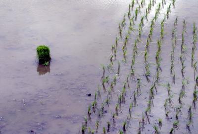 rice seedlings.jpg