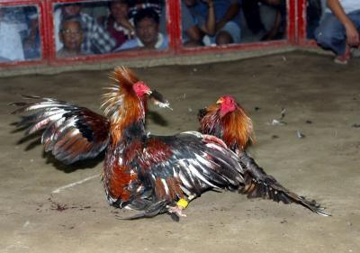 A cock fight in the cock pit, a stadium, in Solano, Nueva Vizcaya, Philippines.