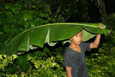 Banana Leaf Unbrella.jpg