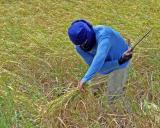 16 ninja harvesting