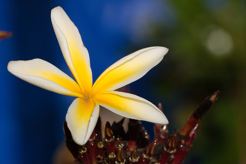 1st_Plumeria.jpg