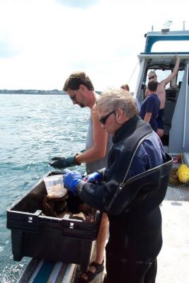 Shucking the scallops