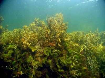 More kelp