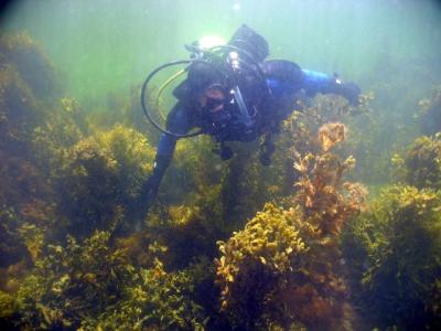 Greg in the kelp