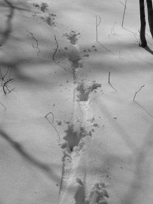 Deer Tracks 2a.jpg