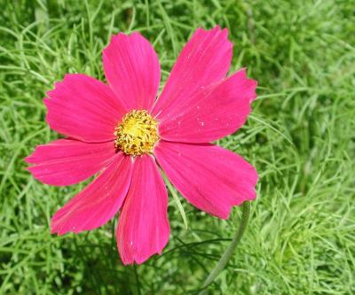 Pink Flower 1a-CG.jpg