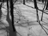 Deer Tracks 1a.jpg