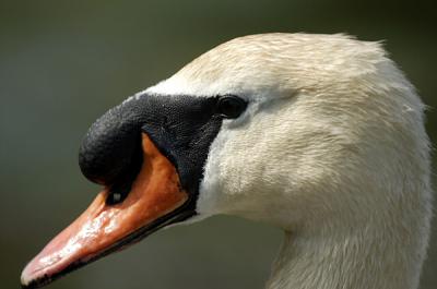 swan 3.jpg
