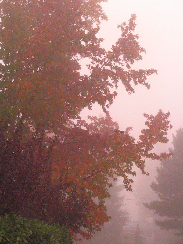Fall Fog orig.jpg