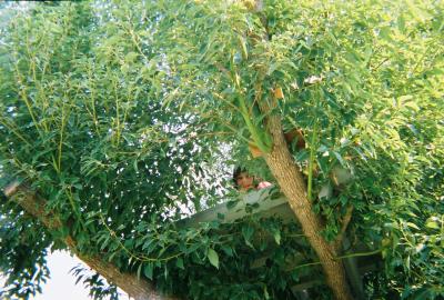 Hidden (Kodak disposable)